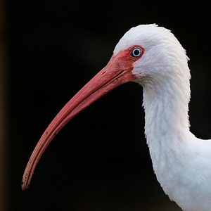 IBIS Portrait