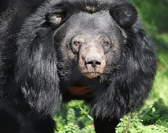 BALOO: BLACK BEAR