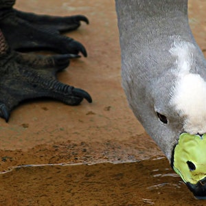 Australian Wading Bird