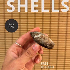 Colorful Fossil Olive Shell: Rare Florida Pliocene Gastropod w/ ID Card