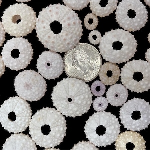 Best Seller- Rare Micro Sea Urchin Shells (set of 12) - Hand Collected Ocean Treasures for Jewelry, Resin Art, Crafts, Décor & Collectors