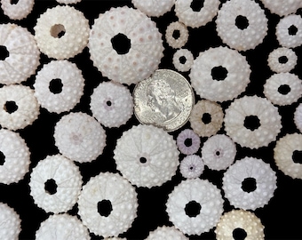 漂白された白いウニの殻 1-1/2