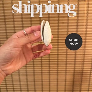 Rare Fossil Shell – Oliva carolinensis | Pliocene Era Sea Snail | Found in Florida | Coastal Display or Gift | Free Shipping