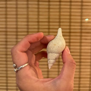 9 Authentic Fossil Shells | Florida Pliocene Gastropod Set | Natural Fossil Collection | Free U.S. Shipping