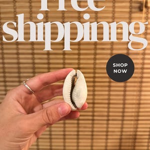 Fossilized Cowrie Sea Shell: 3 Million Year Old Florida Marine Fossil