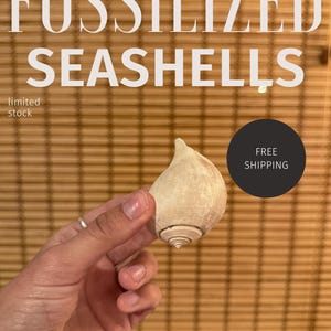 Florida Fossil Fulguropsis griffini | Pliocene Whelk Shell | Marine Gastropod Fossil | Free ID Card + Shipping