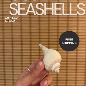 Natural Fossil Shell – Pyruella Whelk | Florida Gastropod Fossil | Pliocene Epoch | Free ID Card & Shipping