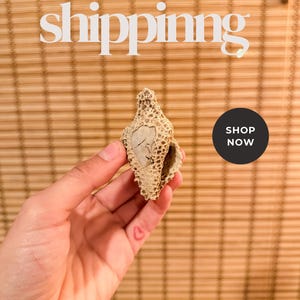 Antique Pliocene Fossil Shell with Fossilized Coral | Genuine Florida Marine Fossil Specimen | Over 3 Million Years Old | Free U.S. Shipping