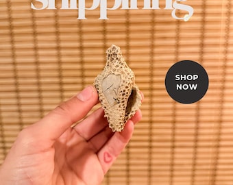 Pliozäne Fossile Muschel mit Koralle | Florida Marine Specimen