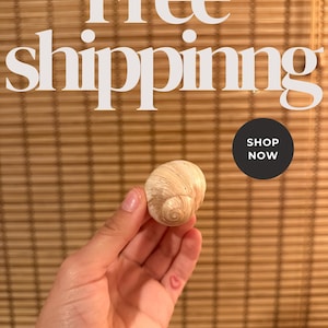 Antique Fossilized Moon Snail Shell (Neverita duplicata) | Shark Eye Fossil from Florida | Over 3 Million Years Old | Free U.S. Shipping