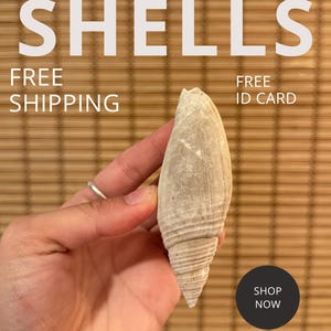 Large Florida Fossil Miter Shell (Pleioptygma lineolata) | Rare Extinct Gastropod | Pliocene Caloosahatchee Formation
