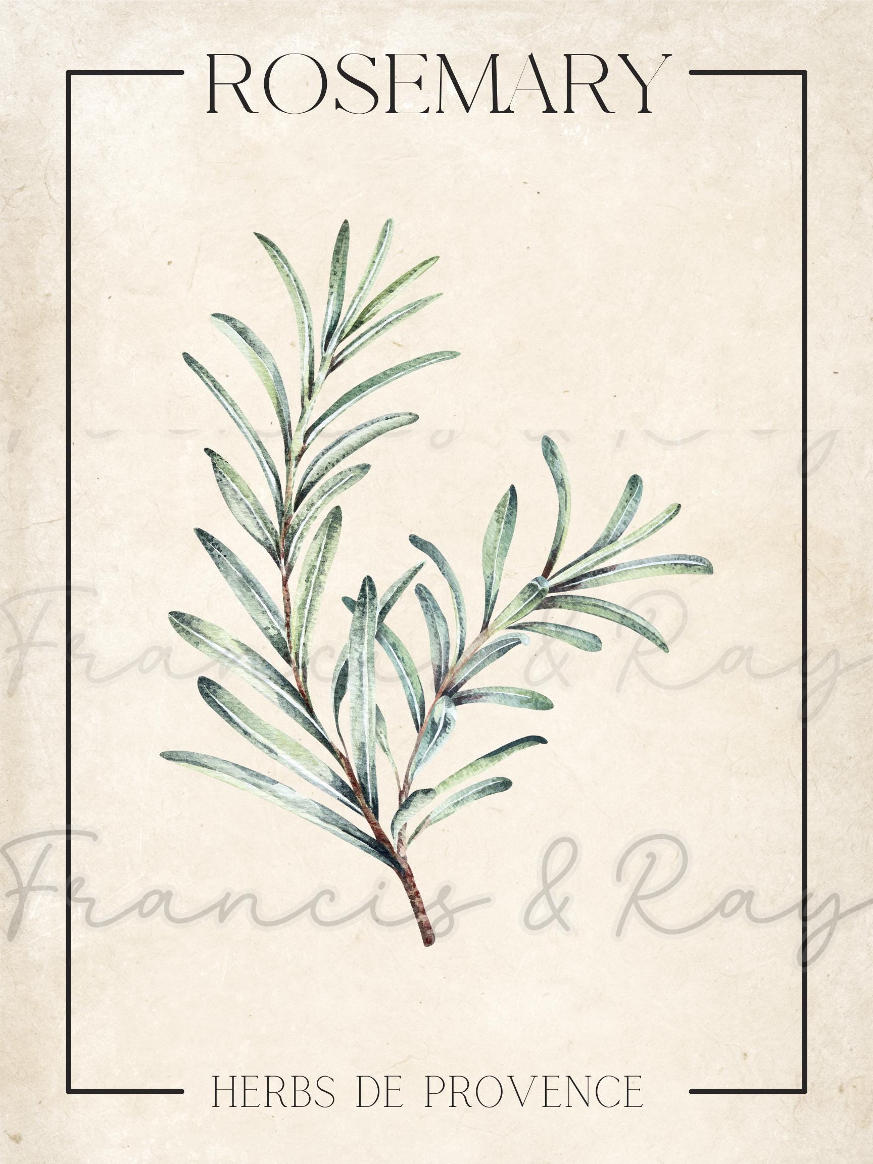 Herbs De Provence Digital Prints – Set of 4 Botanical Herb Wall Art ...