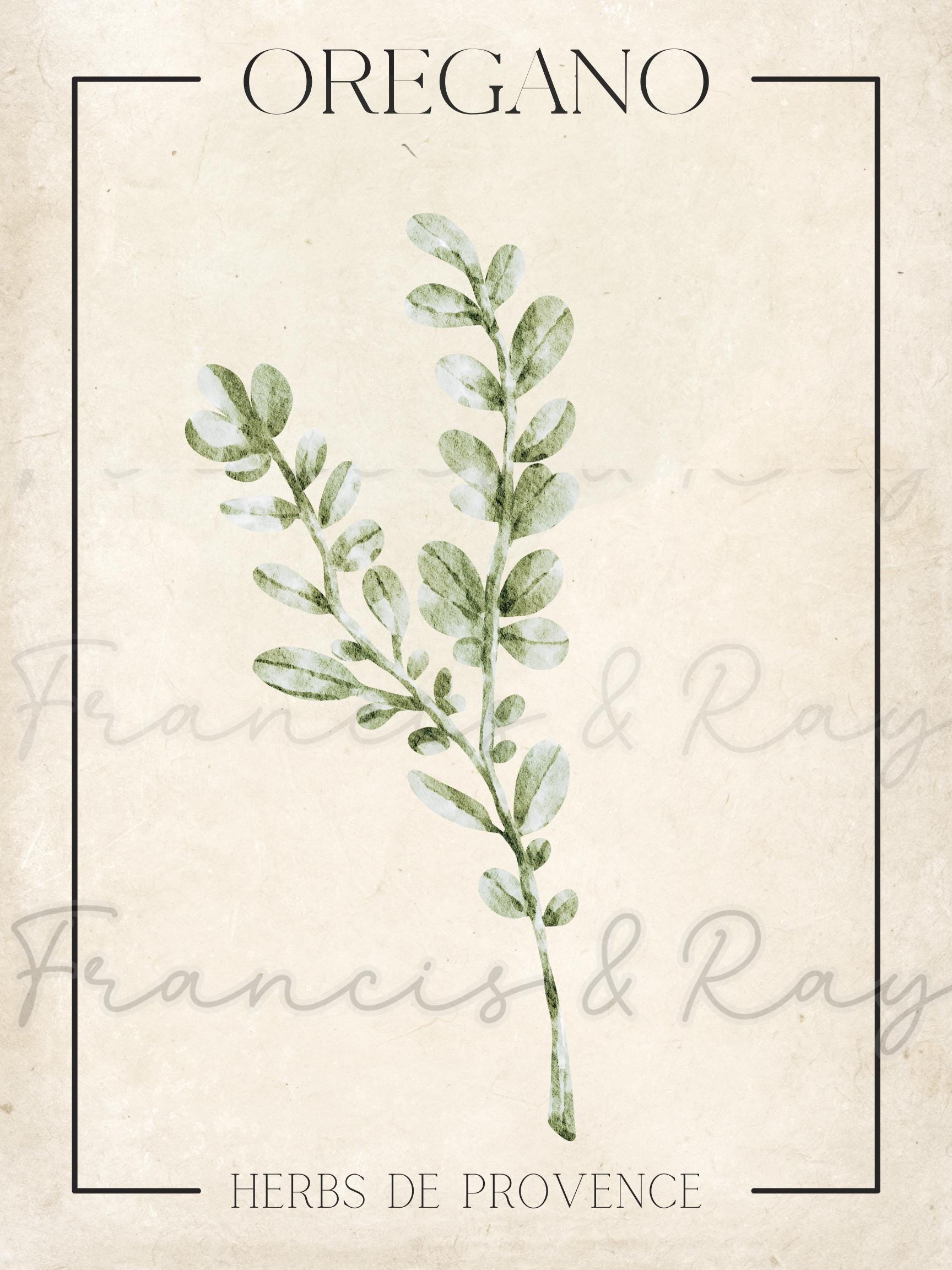 Herbs De Provence Digital Prints – Set of 4 Botanical Herb Wall Art ...