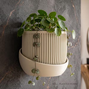 May include: A beige wall planter with a vertical ribbed texture and a smooth, curved base. The planter holds a green Pilea peperomioides plant and a trailing string of hearts vine. The text WALL PLANTER KORIN is printed in the lower right corner.