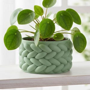 May include: A green plant in a decorative, light green pot with a woven design. The plant has round, green leaves and is placed on a white surface. The pot is approximately 5 inches in diameter and 4 inches tall.