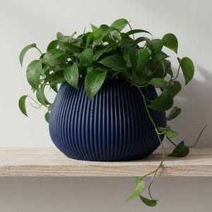 May include: A navy blue, ribbed ceramic planter filled with a vibrant green plant. The plant has many green leaves and vines that cascade over the sides of the planter. The planter sits on a light-colored wooden shelf.