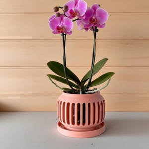 May include: A potted orchid with vibrant pink flowers and dark green leaves. The plant is in a coral-colored, round pot with vertical cutouts, sitting on a matching saucer. The background is a light wood-paneled wall.