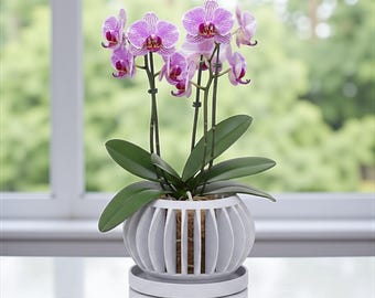 May include: A potted Phalaenopsis orchid with vibrant purple and white striped petals and dark green leaves. The plant is housed in a light gray, slatted, spherical planter with a matching circular saucer base, showcasing a modern, open-frame design.