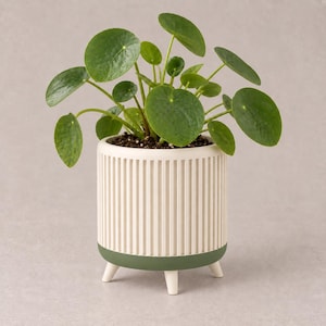 May include: A Pilea peperomioides plant with round green leaves potted in a cylindrical white planter featuring vertical ridges and a solid dark green base. The planter is supported by three small white legs, and the soil is visible at the top.