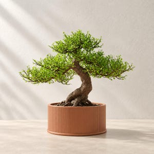 May include: A small bonsai tree with a thick, textured brown trunk and vibrant green leaves, planted in a cylindrical terracotta-colored pot featuring vertical ribbed detailing along the exterior surface of the container.