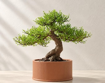 Modern Bonsai Planter “Tori” with Ribbed Texture