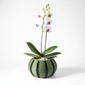 May include: A Phalaenopsis orchid with white petals and purple centers, featuring several blooming flowers and unopened buds on a thin stem, planted in a round, olive green planter with vertical slats and a visible inner dark container.