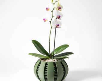 May include: A Phalaenopsis orchid with white petals and purple centers, featuring several blooming flowers and unopened buds on a thin stem, planted in a round, olive green planter with vertical slats and a visible inner dark container.