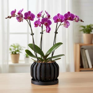 May include: A vibrant potted orchid plant featuring multiple stems with bright magenta flowers and deep green leaves, housed in a black, vertically slatted cylindrical plastic planter with a matching circular drip tray base.