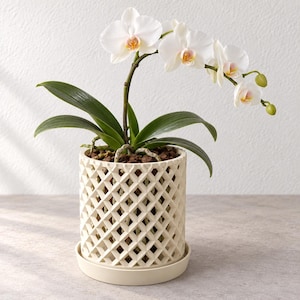 May include: A white orchid plant with green leaves potted in a cream-colored cylindrical planter featuring a lattice cutout pattern. The plant sits in a matching circular saucer, with visible dark brown potting medium and exposed roots.