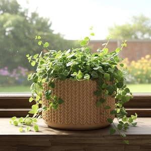 May include: A round, tan-colored planter with a textured, braided-style exterior pattern. The planter is filled with a lush, trailing green plant featuring small, rounded leaves that spill over the sides of the container.
