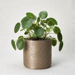May include: A Pilea peperomioides plant with round, dark green leaves growing in a cylindrical, metallic bronze-colored planter. The planter features a textured, geometric pattern across its exterior surface, housing the plant in dark soil.
