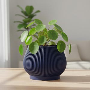 May include: A Pilea peperomioides plant with round, bright green leaves potted in a dark navy blue planter. The planter features a rounded, bulbous shape with a vertical ribbed texture and a solid, flat base, creating a clean, modern look.