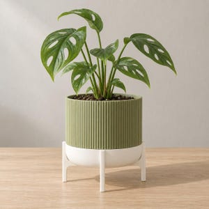 May include: A green Monstera adansonii plant with fenestrated leaves potted in a cylindrical, vertically ribbed olive green planter. The planter sits securely within a white, four-legged stand that elevates the base from the surface.
