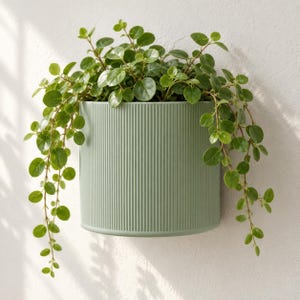 May include: A sage green cylindrical wall planter with a vertical ribbed texture. The planter contains a lush, trailing green plant with small, rounded leaves that spill over the sides, creating a cascading effect against the wall surface.