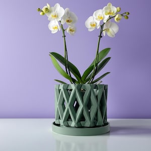 May include: A potted Phalaenopsis orchid with white petals and yellow centers, featuring two tall stems with multiple blooms and buds. The plant is housed in a sage green cylindrical planter with a geometric diamond-shaped lattice cutout design.