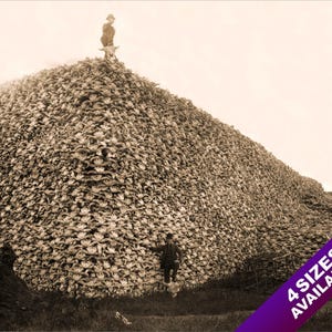Berg av bisonbuffelskallar hög Old West fotochockkonst riktig canvastavla