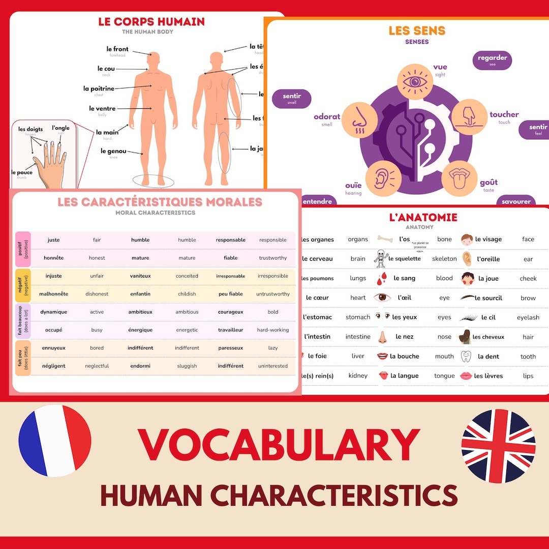 Flashcard French Vocabulary Notes Human Body and Characteristics - Etsy