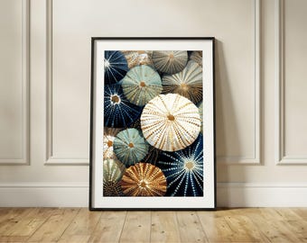 May include: Framed art print featuring a collection of sea urchin shells in shades of white, blue, and gold. The shells are arranged closely together, creating a textured and detailed pattern. The artwork is displayed in a black frame.