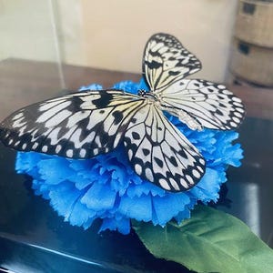 9 X Idea Leuconoe the Paper Kite Butterfly Tropical Dry