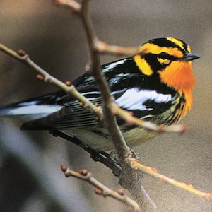 Bird Carving Kit - Blackburnian Warbler - Basswood