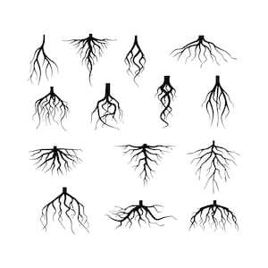 Può includere: Illustrazioni di radici nere su sfondo bianco. Le radici variano in forma e dimensione, alcune si estendono ampiamente e altre pendono. I disegni sono semplici e grafici, adatti a vari progetti di design.