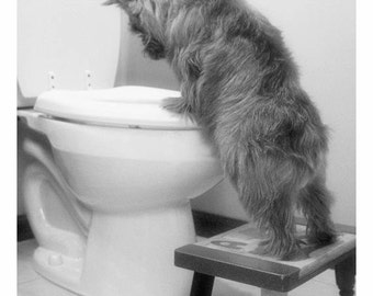 Norwich Terrier, Bathroom art, photo,  black and white, wall art, home decor, cute dog photo, potty training dog, dog humor