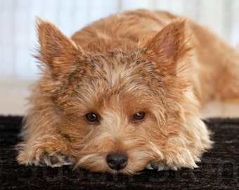 Norwich Terrier face, dog art photo, wall art, dog humor, fun art, small art, dog art, dog art, red dog, dog face, brown dog, canine,