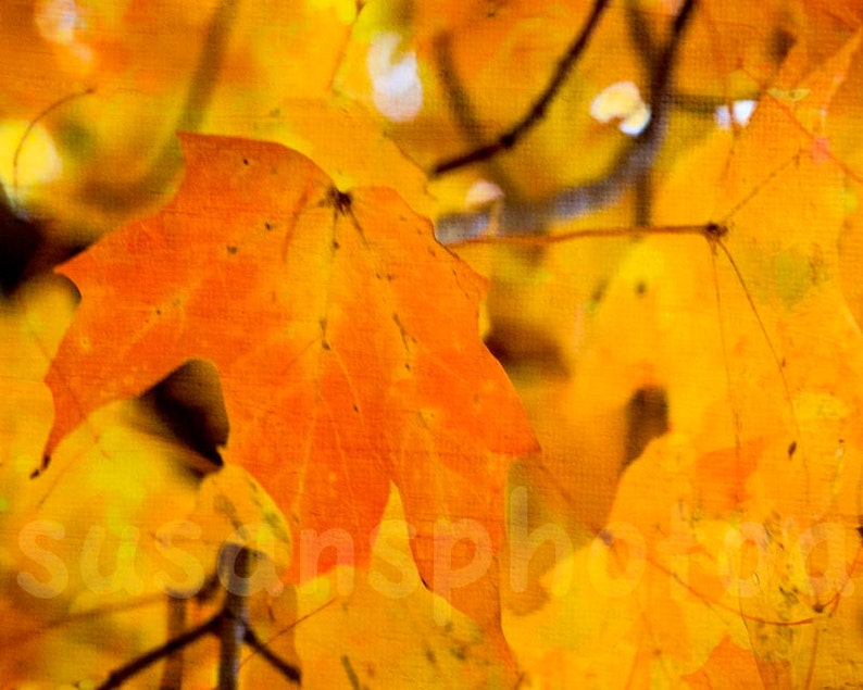 Textured Fall Leaves, digital photo, wall art, home decor, office, kitchen, bathroom art, fall colors, leaves, abstract, yellow orange art image 1