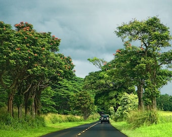 Peaceful Drive Through Kawi Hawaii, fine art  photo,  wall art, home decor, office art, landscape. island photo, landscape photo, country,