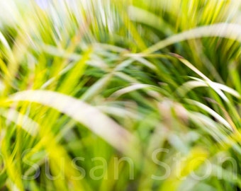 Abstract Spring Grass, nature photo, green dancing grass,  wall photo art, home, office, plant photo, bathroom art, hallway art, office art