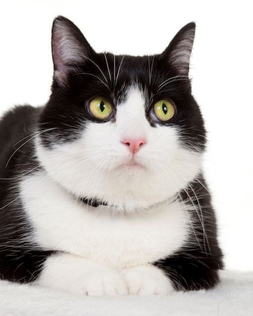 Fat hotsell cat white