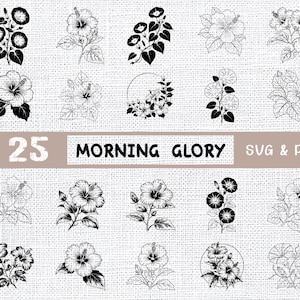 Morgongloryblomma SVG-paket: Elegant botanisk linjeteckning (PNG, Cricut)