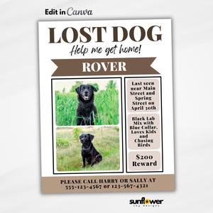 Editable Lost Dog Flyer Template, Printable Missing Cat Poster, Downloadable Sign
