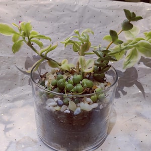 Composition florale succulente - LIVRAISON GRATUITE